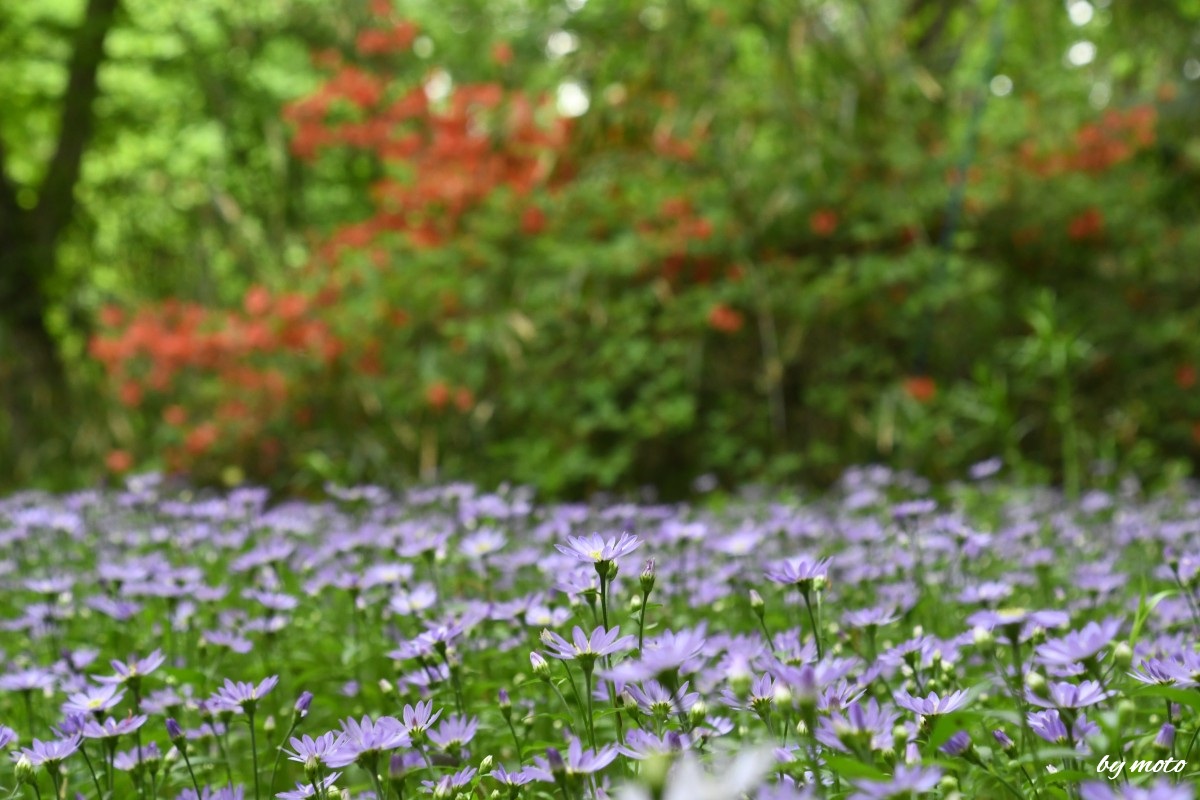 #ミヤコワスレ
　～木漏れ日のさす花壇～
　暑い日が続くので
　涼しげな風景で…

　都忘れ：キク科シオン属

#武蔵丘陵森林公園 にて（2025/4/24）　 
#風景写真