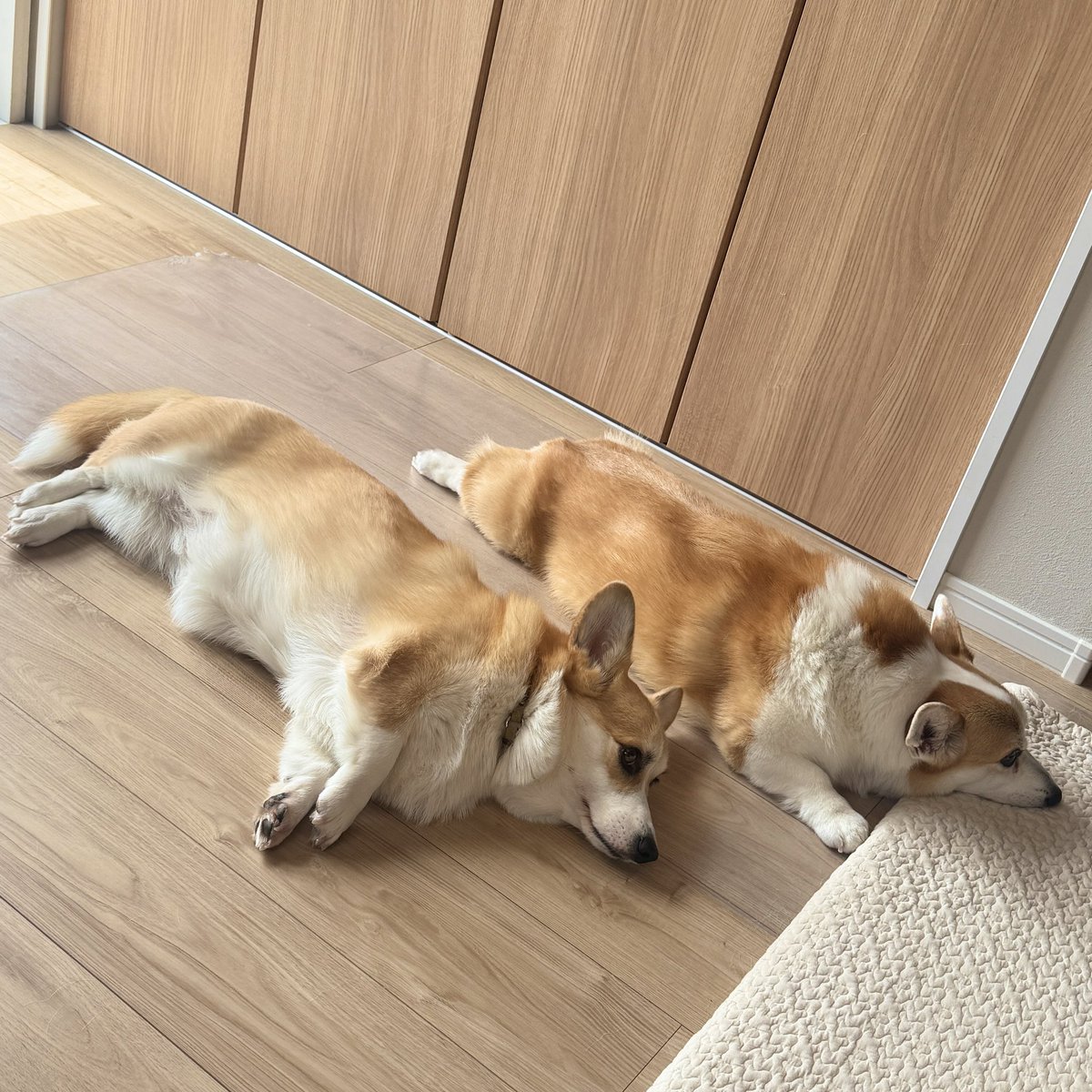 ぽちた家メンバー紹介！ おてんばコーギーのもなこ｜ぽちた, image size:1200x1200