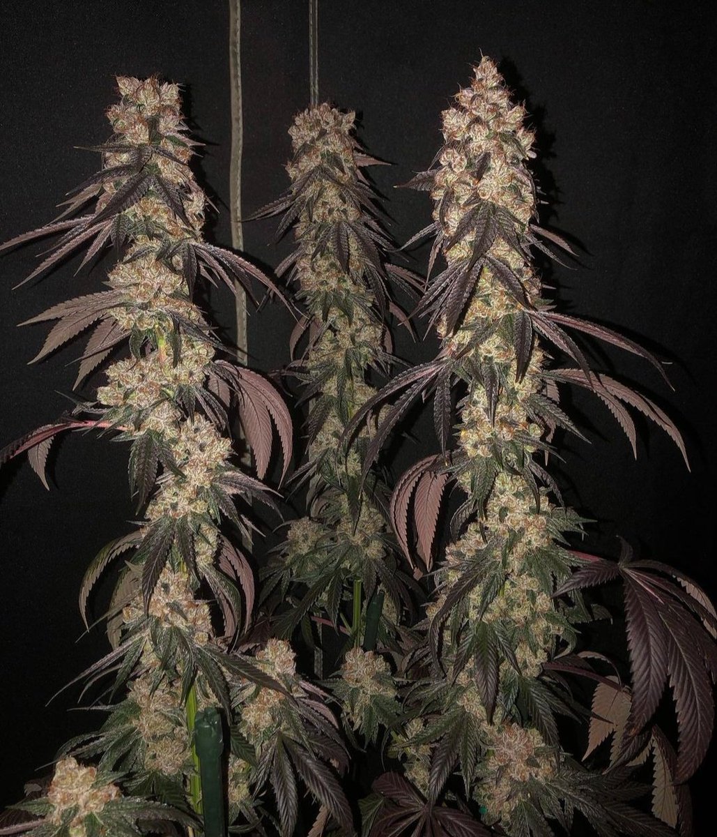 Mean Mug
Grown by ChuckingSnail