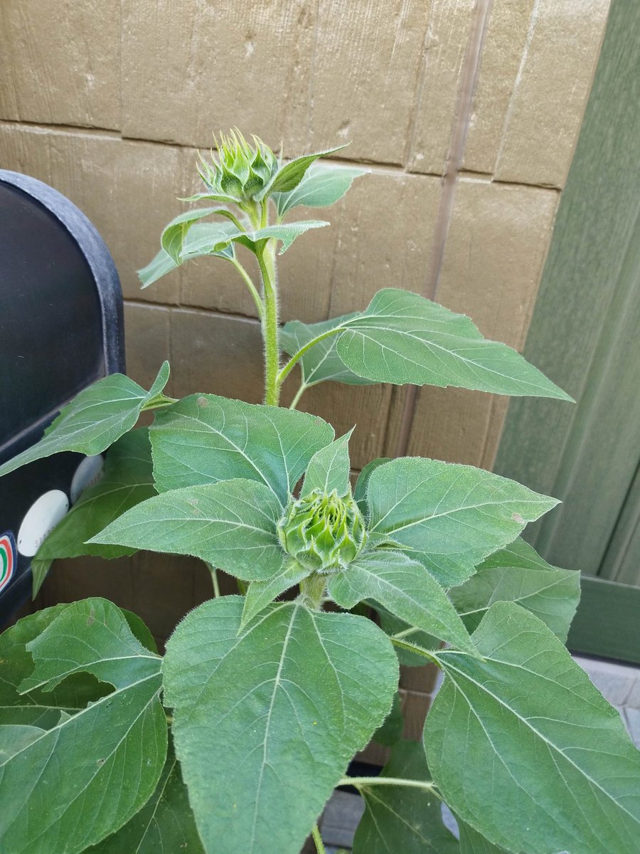 ひまわり日記🌻

ついに咲きました。我が家のひまわりさんたち。一番伸びたものは私の背丈よりも高くなり、きれいに咲いています。これから咲く花たちも楽しみです😊