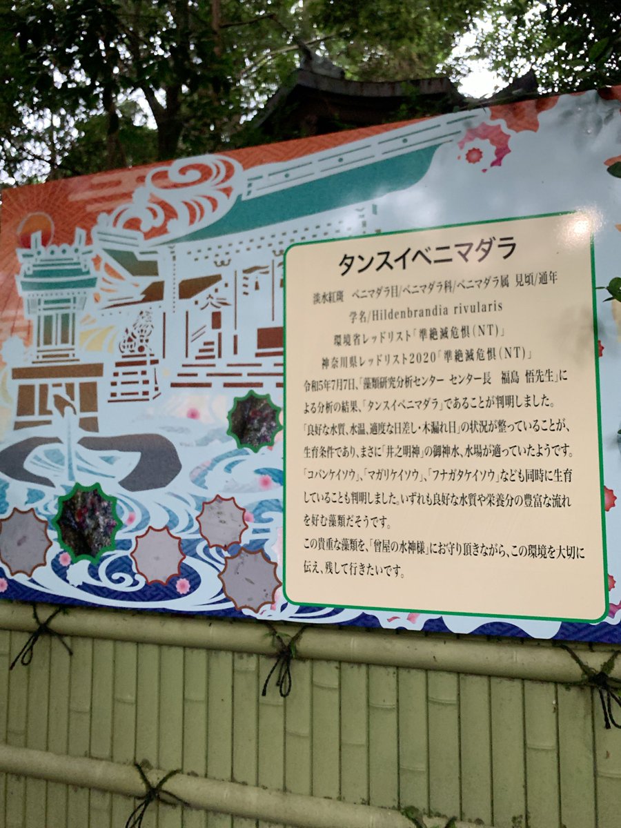 神奈川 曾屋神社

切り絵の御朱印がとても華やかで素敵です✨️

御朱印のデザインにギザギザの模様があり、これは敷地内に準絶滅危惧種であるタンスイベニマダラという藻が発見されたことに由来しているそうです🪷

 #御朱印 
 #曾屋神社 
 #神奈川  #秦野