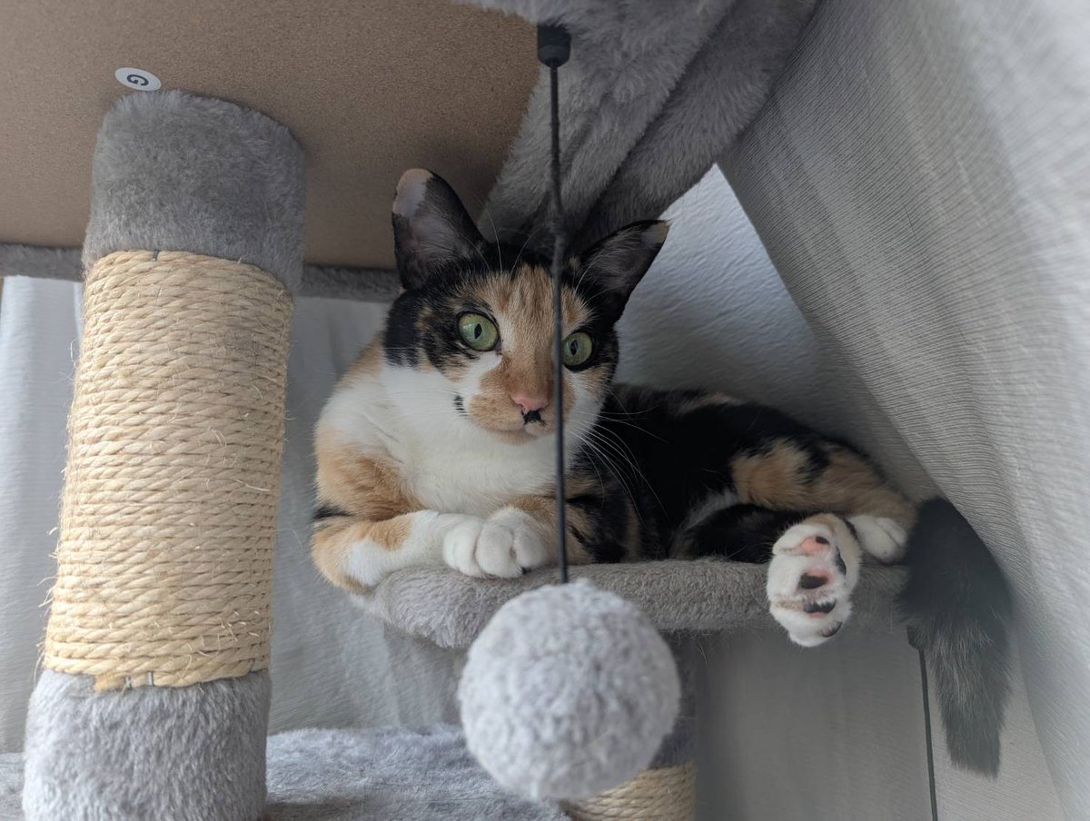 ムチムチボディ

#里親募集中 #保護猫 #猫 #三毛猫 #猫好きさんと繋がりたい #猫のいる暮らし #猫のいる生活 #預かりボランティア #Cat #catlife