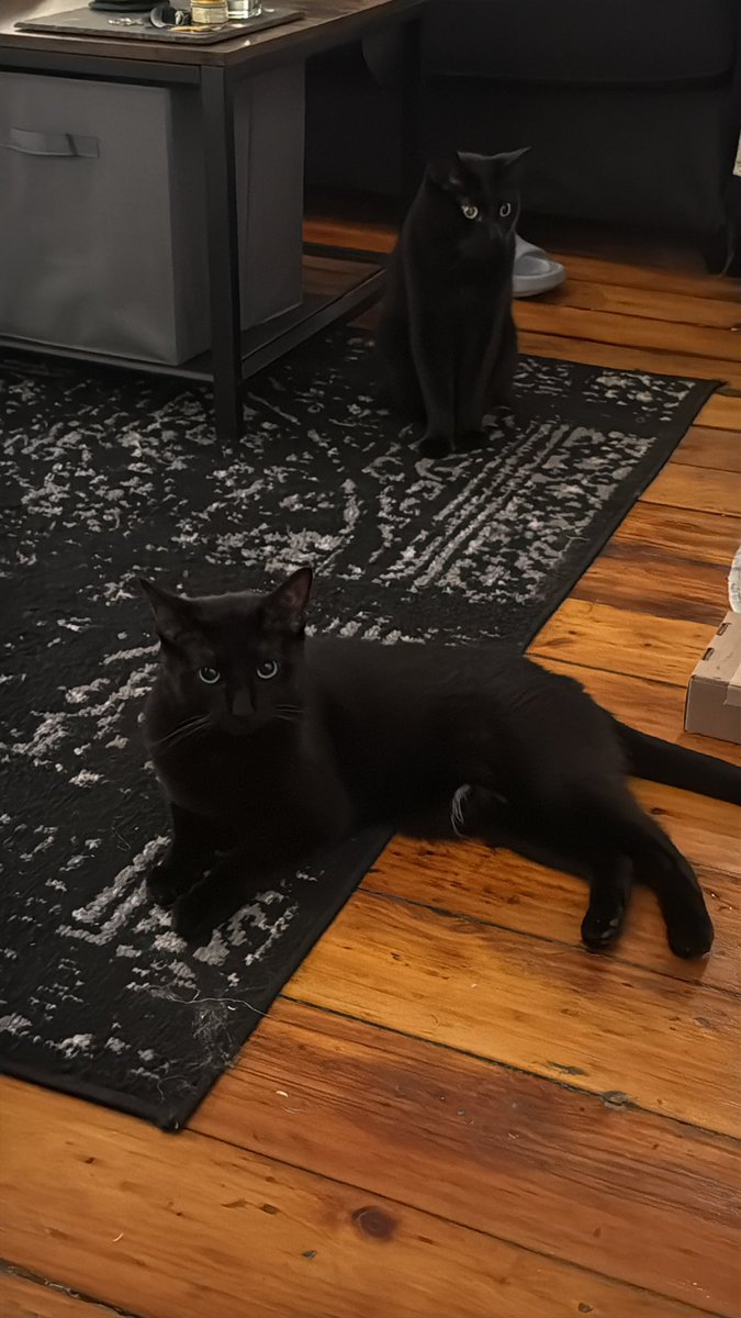 Just chased this idiot around my neighborhood for a half hour at 2:30am. A local street cat was lured to me via food, squid was following street cat for a fight and I nabbed his ass before he could. MetallicaT alerted me to the escape in the first place. Big family meeting tmo