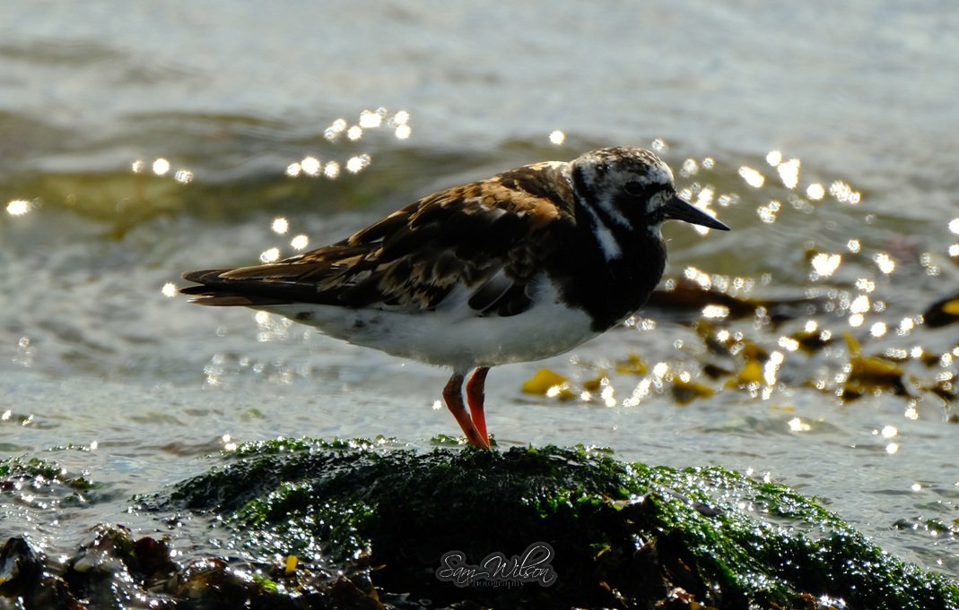 SamWlandscapes's tweet image. Lovely turnstones in their summer colours #birds #birdphotography #waders