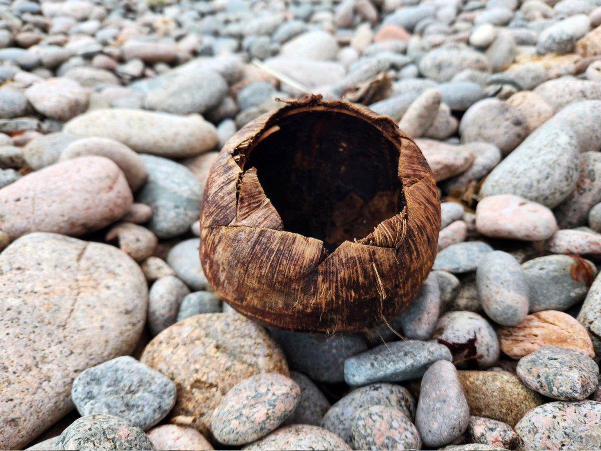 Another well travelled coconut 🥥🌊

"Coconuts can remain afloat in seawater for at least 34 years and potentially drift many thousands of kilometres ... The relatively thick fibrous husk ... provides natural buoyancy” — Declan Quigley, Marine Biologist

#Galway #Gaillimh