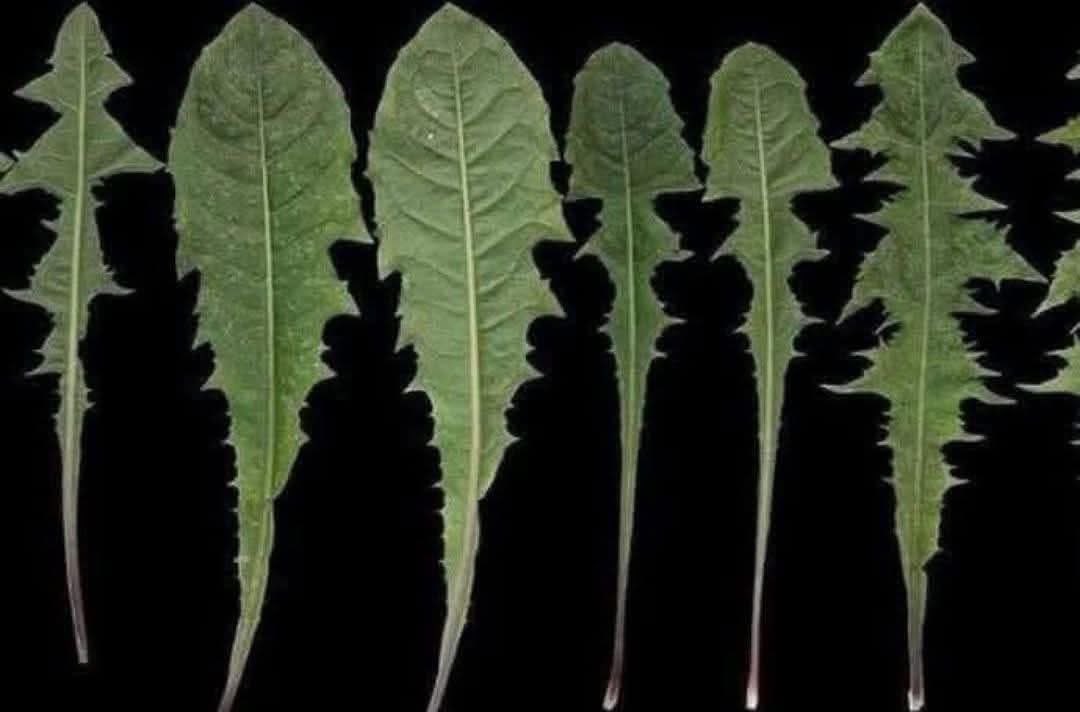 dessere88fenice's tweet image. ⚡️MONSANTO ATTACCA IL TARASSACO 🌱⚠️

➡️Incredibile. Ora sappiamo perché Monsanto ha preso di mira il tarassaco: basta una sola foglia di questa pianta, che si trova in ogni giardino, per salvarti la vita in un minuto, ma solo alcune persone sanno come usarla! Il tarassaco uccide…