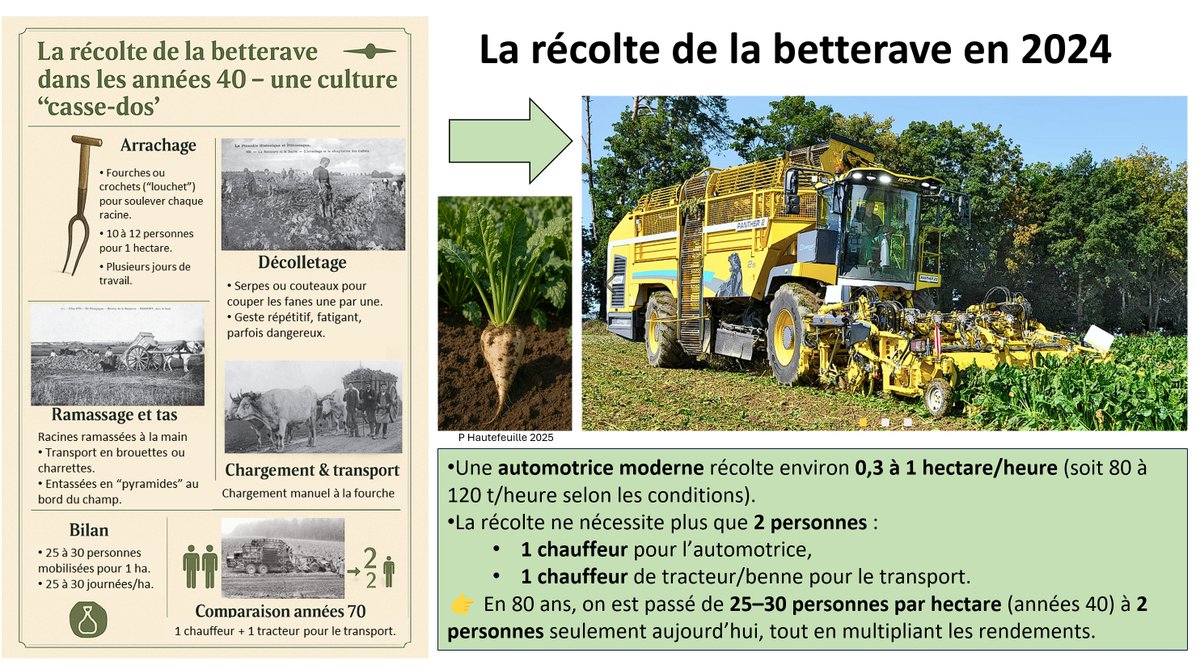 1/
🌱🚜 La récolte de la betterave sucrière approche (fin sept. → nov.) !
L’occasion de montrer à quel point la mécanisation agricole a transformé ce travail titanesque.
Petit thread pédagogique 👇