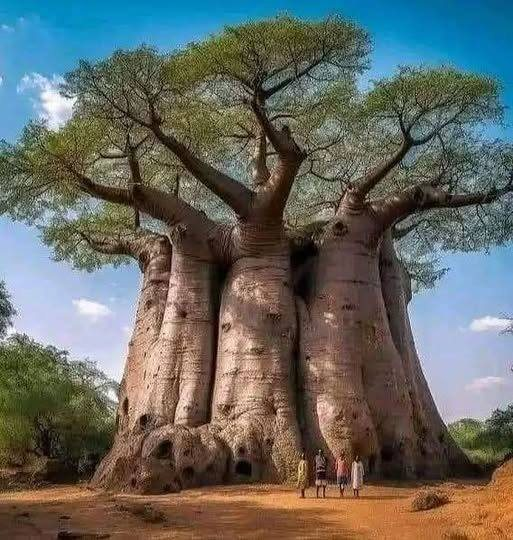 The baobab tree, commonly known as the “Tree of Life,” is indigenous to the African continent, as well as certain regions of Australia . c.o. Beauty of Planet Earth.
