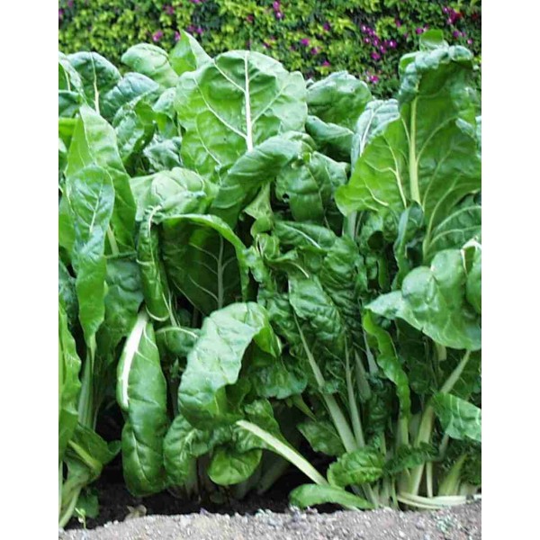 El Mot-li! d'ahir divendres 15 d'agost era BLEDA, 
etselquemenges.cat/rebost/les-ble…
...i el d'avui dissabte 16 té 7️⃣ lletres, 
🥬 🥬 🥬 🥬 🥬 🥬 🥬 
vilaweb.cat/motli/