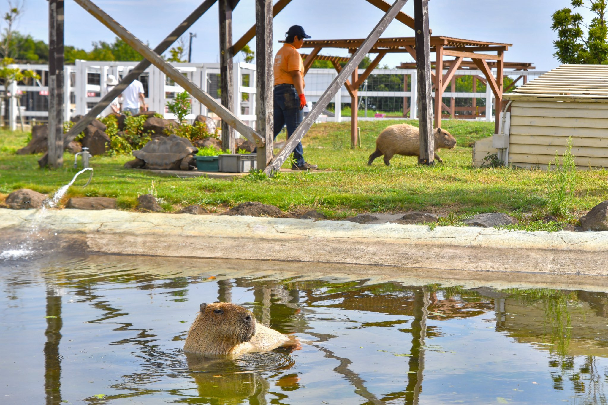 blue_ball_satoshi/Satoshi's Capybara Spirit (@blueball0600) / X