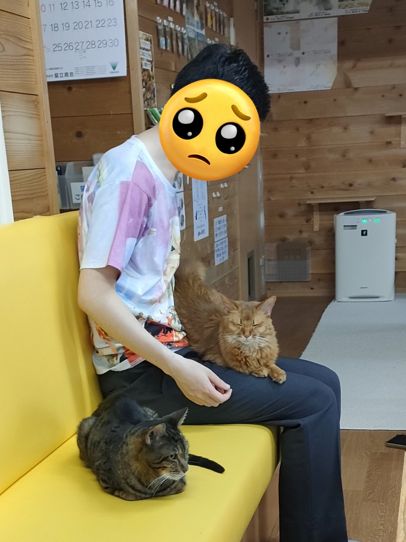 猫カフェちぐら on X: 