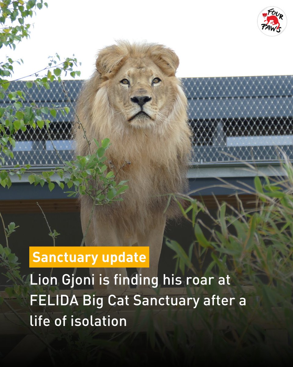 🦁 From isolation to hope—rescued lion Gjoni is finding his roar at FELIDA Big Cat Sanctuary. After growing up without other lions, he’s now responding proudly to their calls. His journey to healing has begun 💛