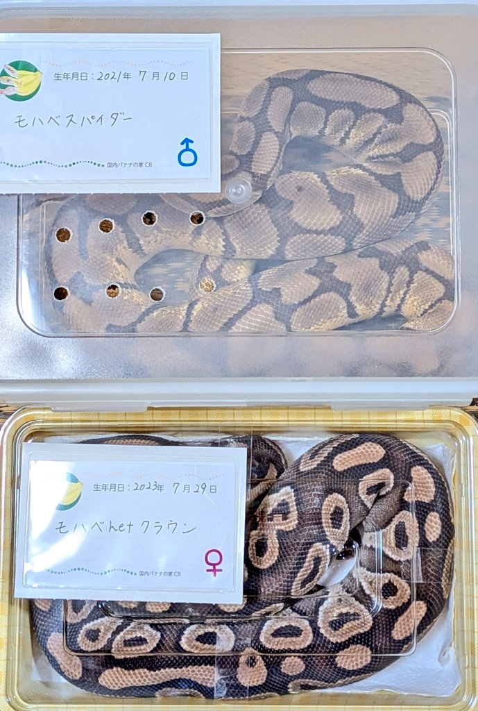 BallPython1207's tweet image. お盆休みも、気づけばもう後半!!
沢山のお客様がご来店下さり「バナナの家」は賑やかなお休みとなりました✨
皆様ありがとうございます😊
お迎え心から感謝致します🙇❤️
#バナナの家
#ボールパイソン
#爬虫類
#ballPython