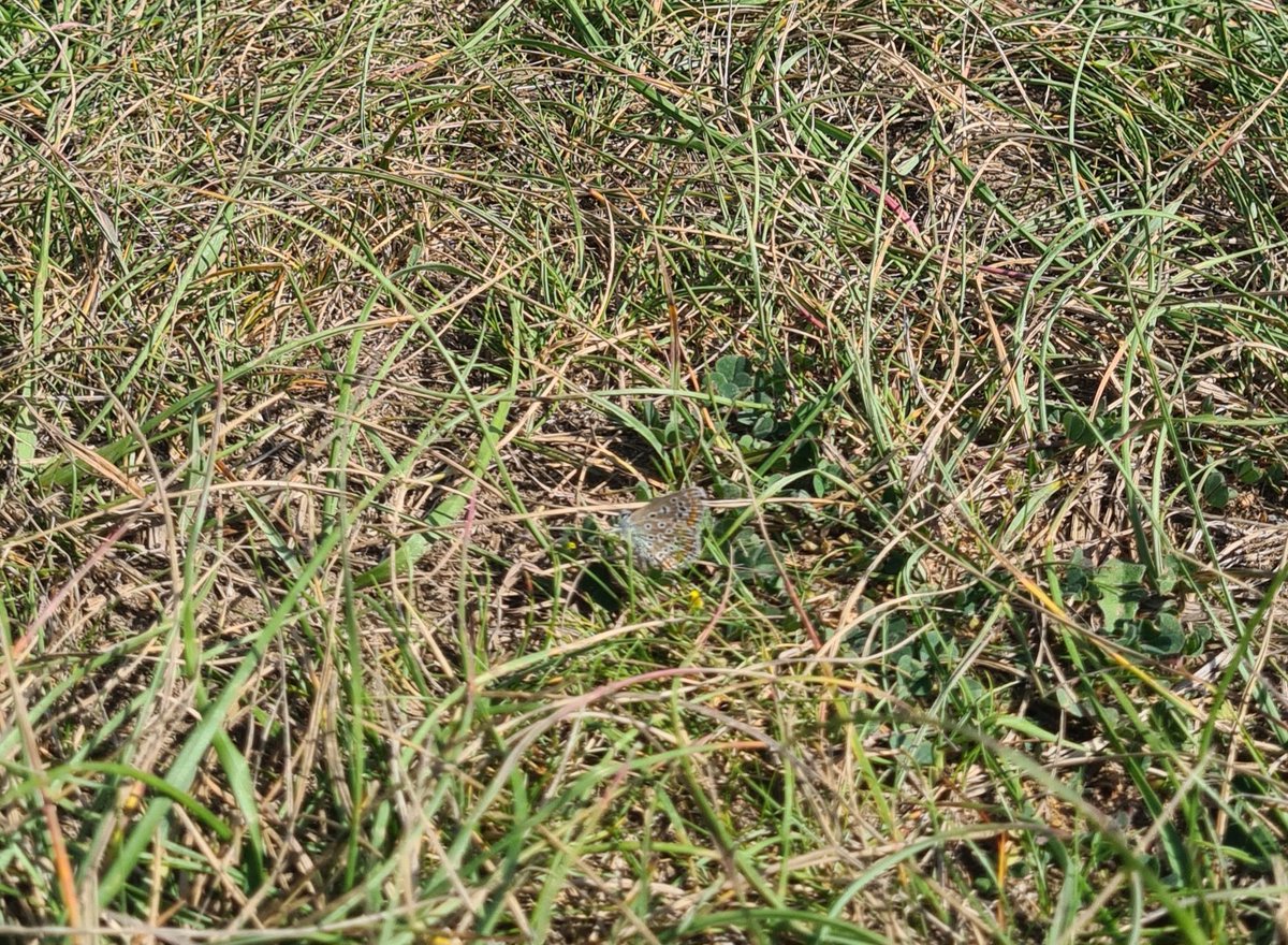 Our golf course sits in a rare chalk downland habitat and is a designated Site of Special Scientific Interest. The golf club works in conjunction with <a href="/BCConservators/">Banstead Commons Conservators</a> to safeguard the natural habitat to enable flora and fauna to thrive.