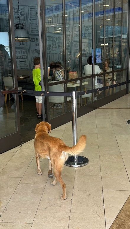 Takipçimiz:

"Mitpoint paylaşımını gördüm, o köpek gelene geçene sarıyor. Bir gün birine zarar verecekte, kafe sahibinin umrunda değil..."

<a href="/AntalyaValilik/">T.C. Antalya Valiliği</a> <a href="/GidaveKontrolGM/">Gıda ve Kontrol Genel Müdürlüğü</a>