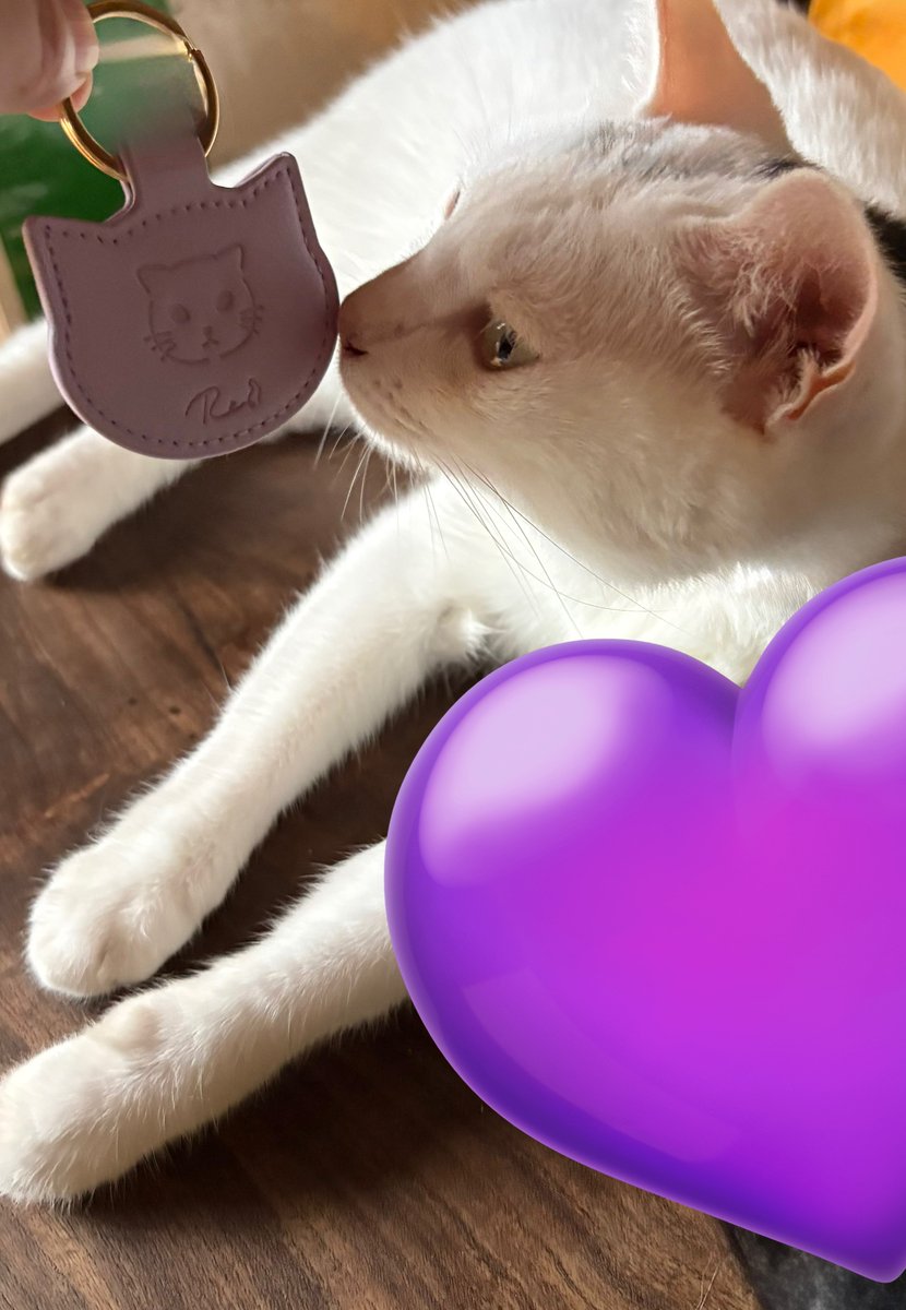 Camus_tkmk's tweet photo. TLが静かになったので、れにちゃんグッズを実家ねこに見せに行ってきた時の写真でも置いておきますね🐈
#Recat #高城れに https://t.co/3v0NYCVJE3