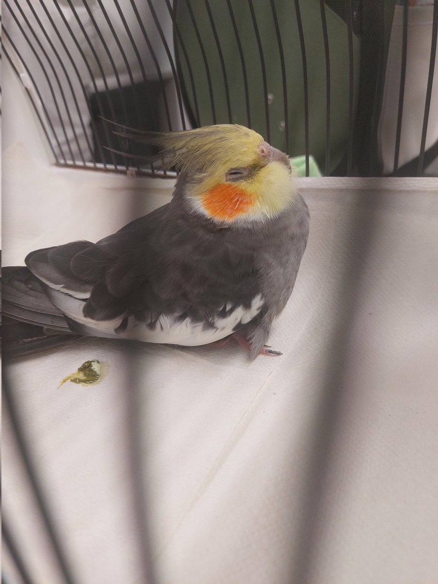 PIT_Taubenherz's tweet photo. Der süße #Gooby
⚠️ Es geht hier um die Bezahlung einer Tierarztrechnung für einen Handicap Nymphensittich. Er lebt bei @Hargitini_SVU , die sich täglich um Tauben kümmert. Sie schafft es finanziell nicht, auch noch diese riesen Rechnung zu stemmen. Bitte helft mit. 💜🍀🙏 https://t.co/71Cr6NA70h
