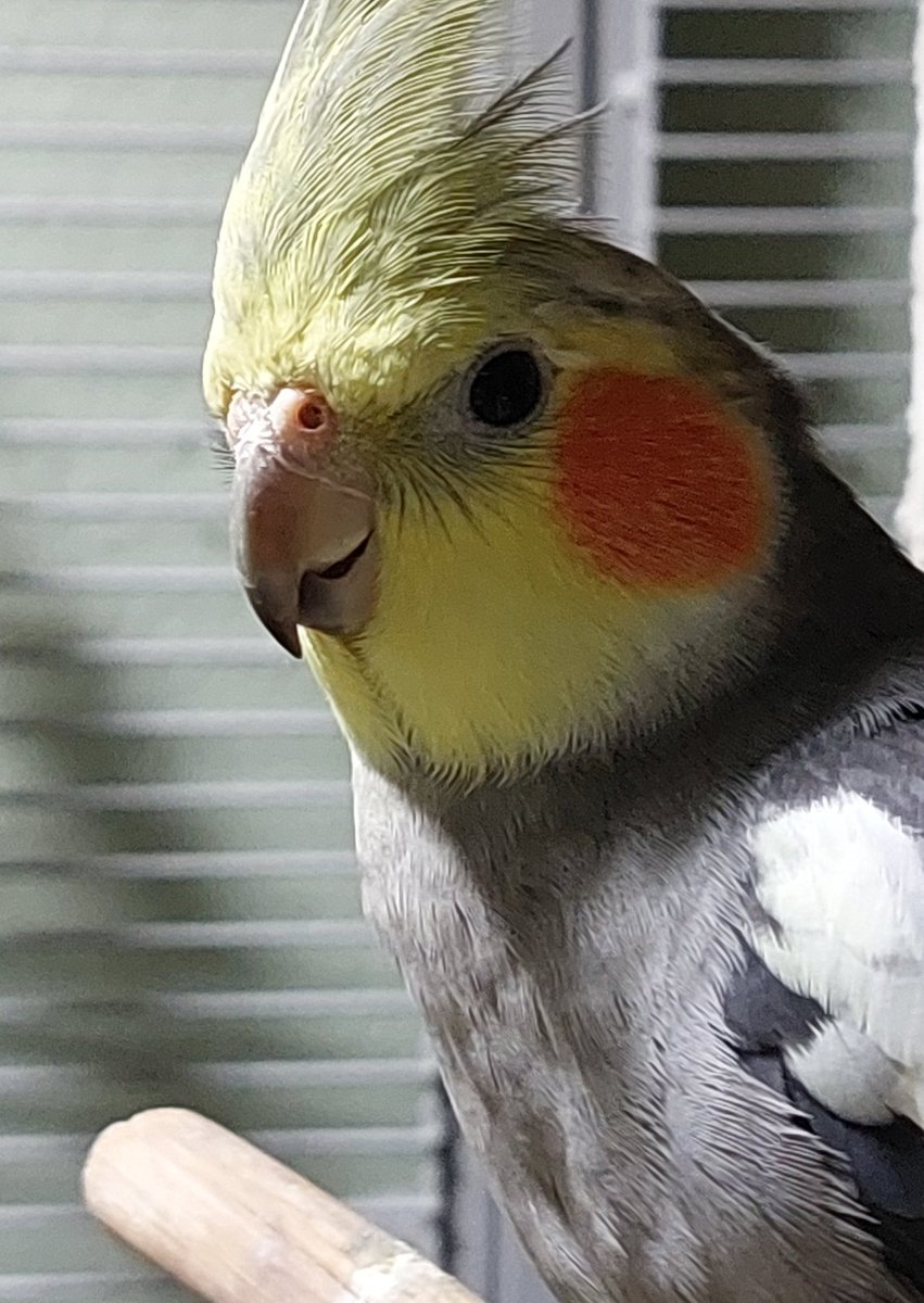 PIT_Taubenherz's tweet photo. Der süße #Gooby
⚠️ Es geht hier um die Bezahlung einer Tierarztrechnung für einen Handicap Nymphensittich. Er lebt bei @Hargitini_SVU , die sich täglich um Tauben kümmert. Sie schafft es finanziell nicht, auch noch diese riesen Rechnung zu stemmen. Bitte helft mit. 💜🍀🙏 https://t.co/71Cr6NA70h