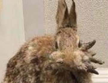 tempoweb's tweet photo. Giallo in #Colorado: è allarme per i #conigliFrankenstein con i tentacoli, gli scienziati frenano: "#Virus comune"
#16agosto #iltempoquotidiano #conigli
https://t.co/XA5UWkFuQY https://t.co/BNjtQU2mO9
