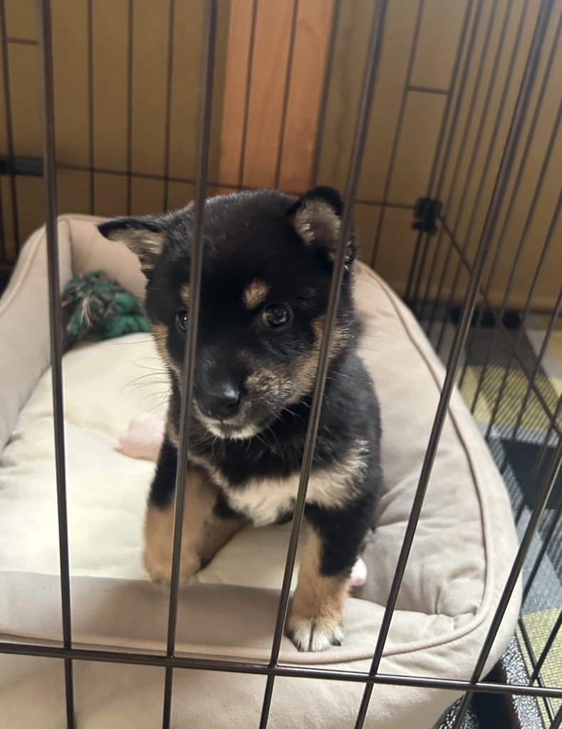 06s1127's tweet photo. 👴🏼と住んでるいとこじいちゃんに内緒で🐶飼い始めたらしい
ハムスターの時もずっと内緒で言いそびれててそーいえばって頃にはじいちゃんがエサやってた
ゆらの人生こうゆうのだけでいい https://t.co/HO3QL5Rr9q