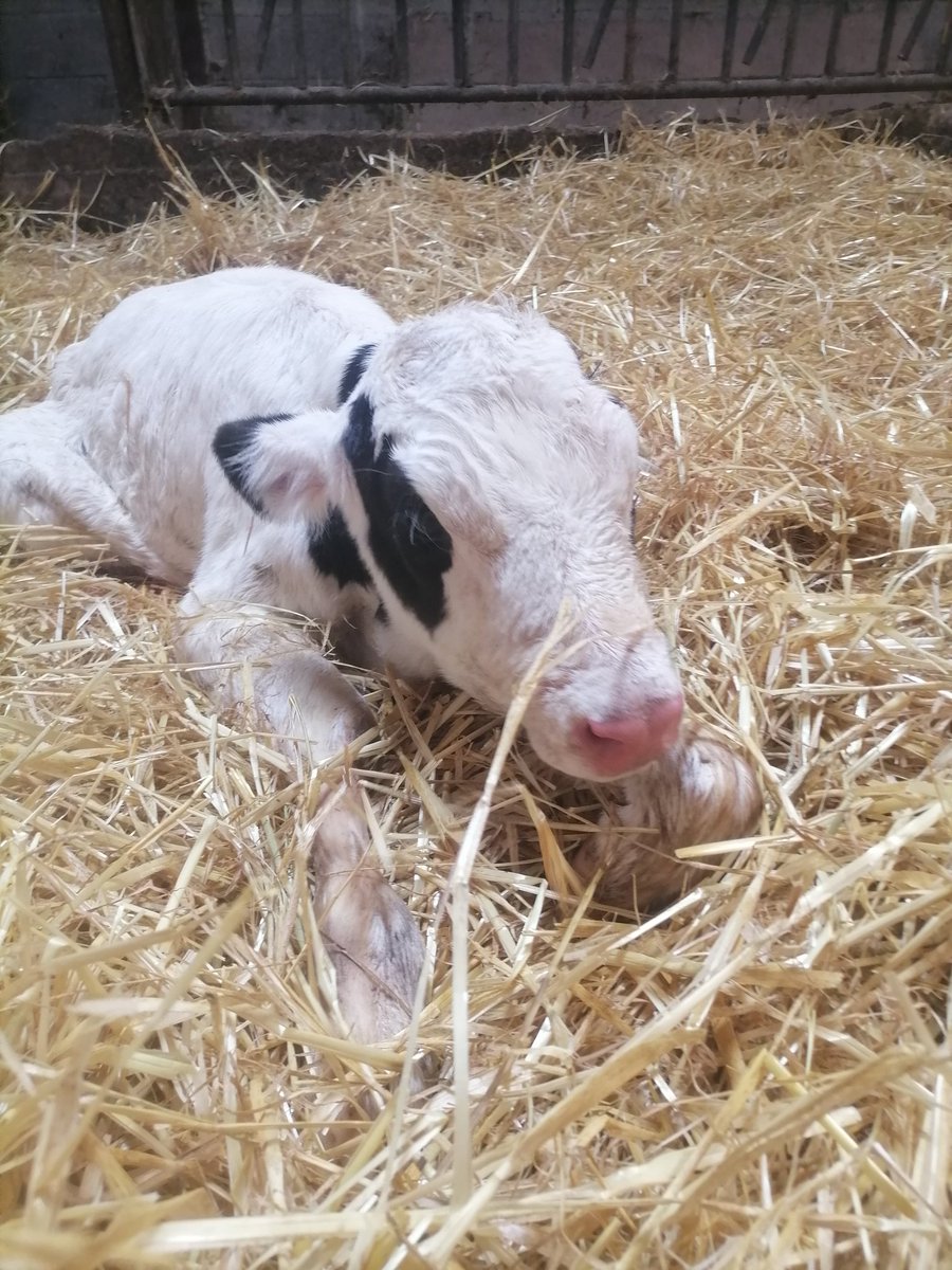 Stress thermique aussi chez les vaches
Elles n'arrivent plus à réguler leur température, même avec la ventilation
Velages bien trop tôt, avec au moins 15 jours d'avance, hier veau mort né, ce matin un petite génisse qu'on va essayer de sauver..C'est pas gagné 😢
#laviedemaferme