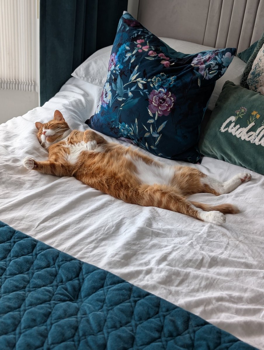 #Caturday 😂 💤😴 😺🐈 ❤️ Simba xxx