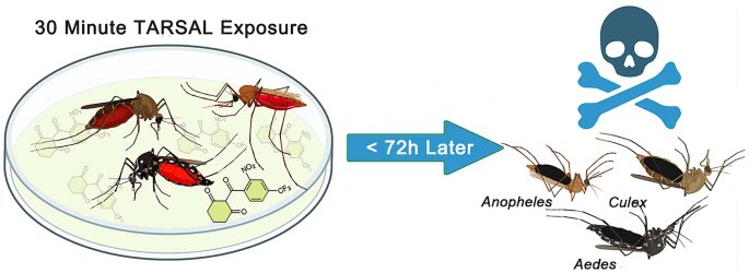 Alvaro Hermida (@info_rares) on Twitter photo 🦟A rare-disease drug may help fight a global killer!
Nitisinone (approved for hereditary tyrosinemia type 1) can kill insecticide-resistant mosquitoes via cuticular uptake.
💡Research in #RareDiseases can spark solutions for common threats like #malaria
parasitesandvectors.biomedcentral.com/articles/10.11… 🦟A rare-disease drug may help fight a global killer!
Nitisinone (approved for hereditary tyrosinemia type 1) can kill insecticide-resistant mosquitoes via cuticular uptake.
💡Research in #RareDiseases can spark solutions for common threats like #malaria
parasitesandvectors.biomedcentral.com/articles/10.11…