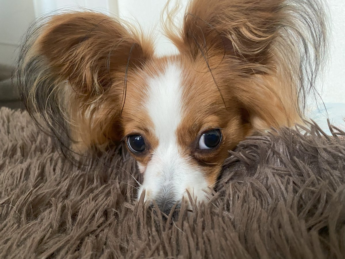 Papillon_Leairo (@Papillon_Leairo) / Posts / X