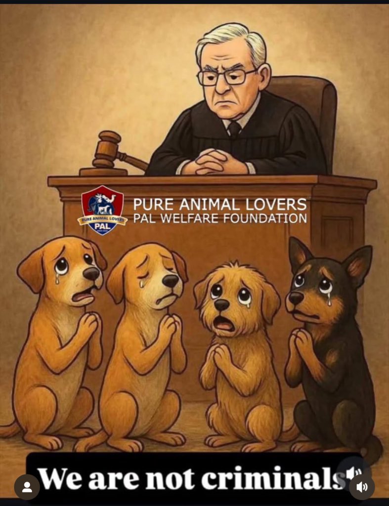 Dogs are the most loyal friends of humans. Why are we failing our furry friends in NCR? Modi ji, we need your support.
#savencrdog #savedelhincrdogs #NoDogNoVote