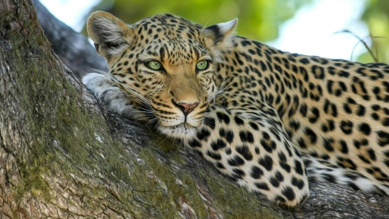 ndtv's tweet photo. Leopard Attacks Teen On Bengaluru Safari, Ignites Safety Concerns: Video
https://t.co/Ahkt8ihwpK https://t.co/2PH5TJCIXY