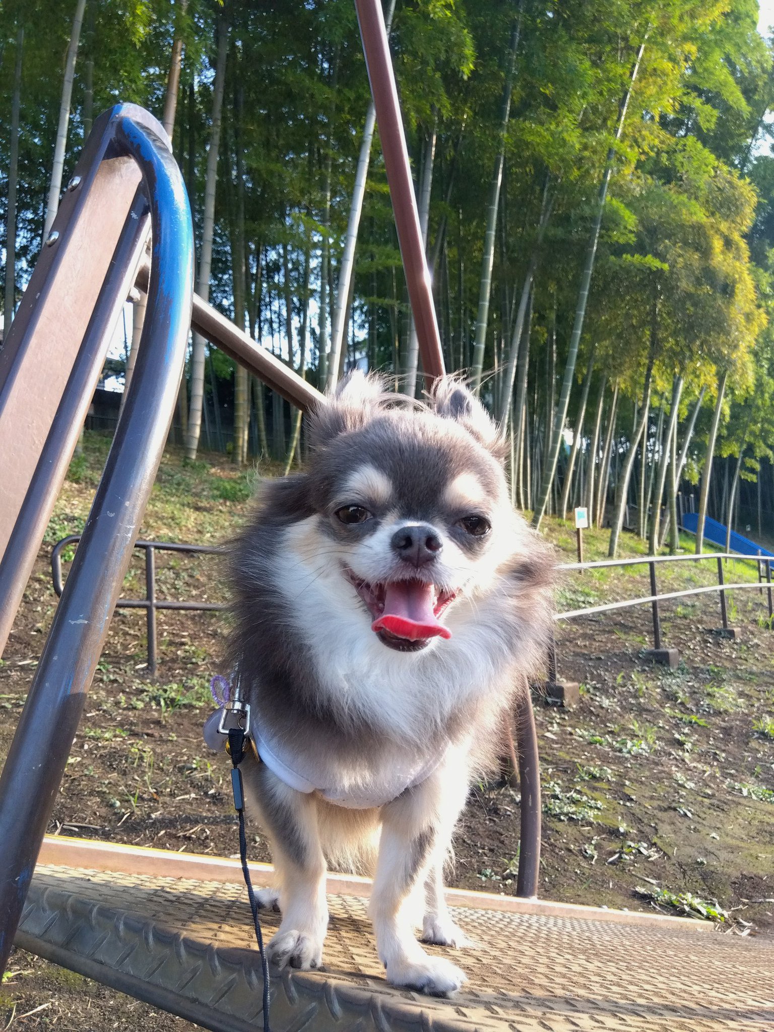 チワワ 🐾ちくわ🐾 on X: 