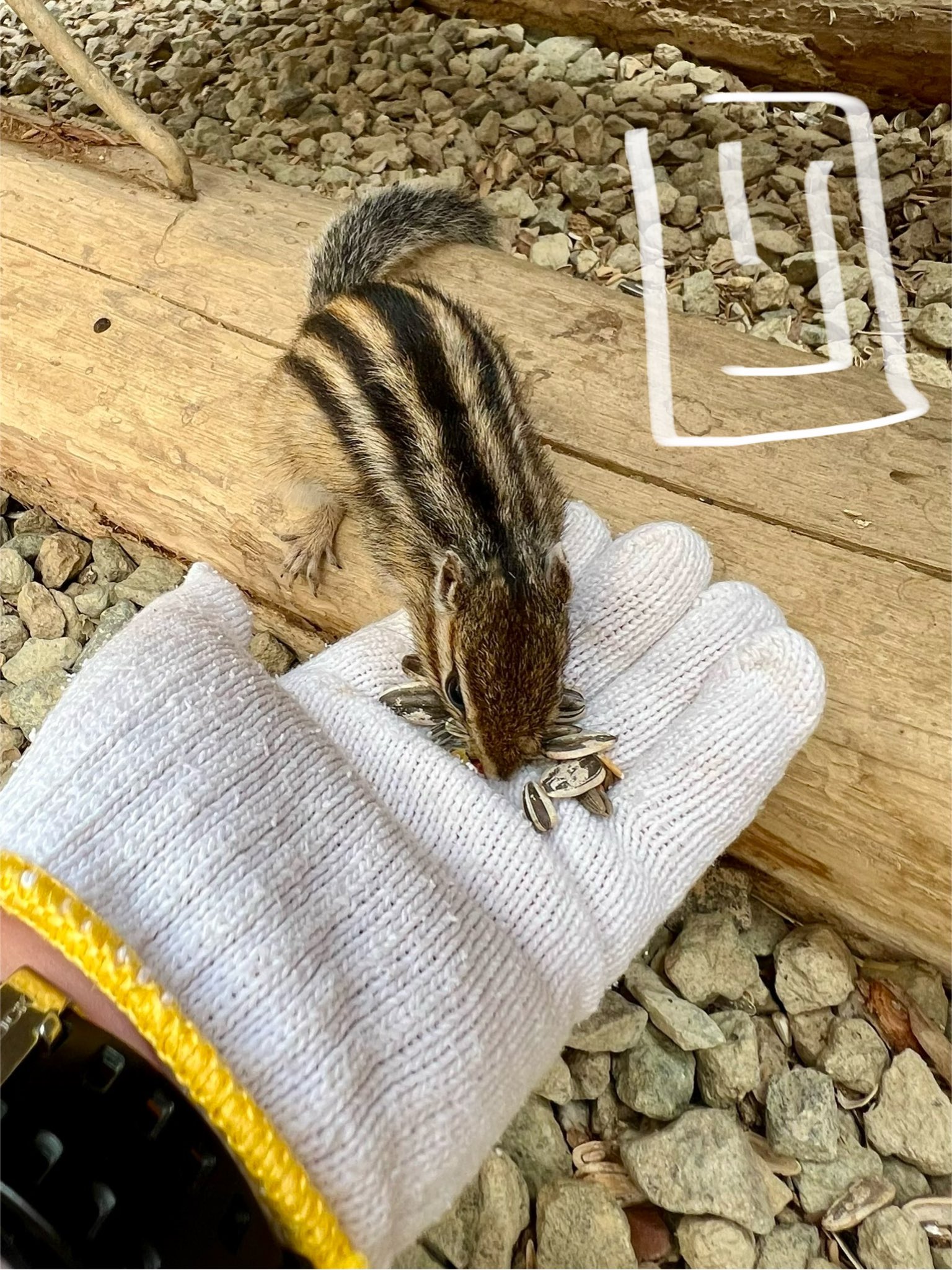 ◆はっぴリス◆ 🐿️【鬼ごっこ！？】追いかけっこを楽しむ可愛いシマリスさん