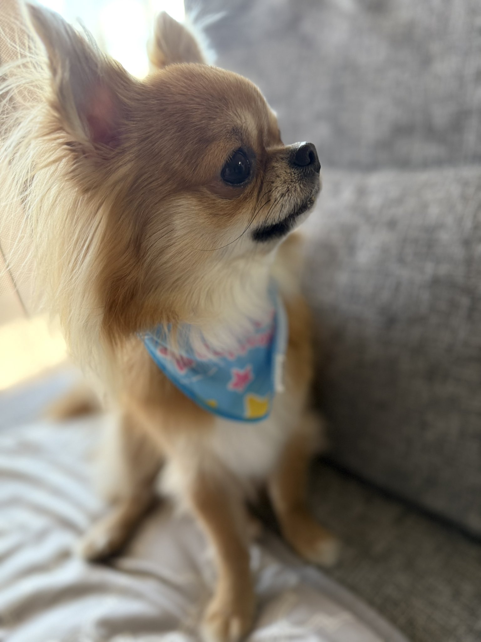 まめまるページ チワワのまめまる (@iam_mamemaru) / X