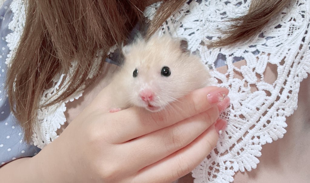 めいちゃん tweet media