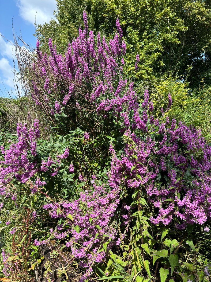 Today we’re celebrating a popular marginal plant, Purple Loosestrife! 🙌 

This vibrant native perennial plant is a great addition to the margins of your pond and will help to support biodiversity by attracting an array of pollinators such as #bees, #butterflies and #moths. 🐝🦋