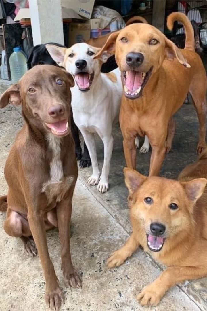 tweety_loffin's tweet image. #SaveDelhiNCRDogs #savedelhincrdogs2025 #nodogsnovote #nodogsnovotes