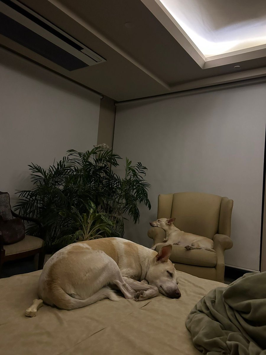 Request to <a href="/PMOIndia/">PMO India</a>: Please ensure Delhi Govt stops this mass cruelty. True leadership is measured by kindness to the weakest.
#SaveDelhiNCRDogs #NoDogsNoVote
<a href="/CMODelhi/">CMO Delhi</a> <a href="/PMOIndia/">PMO India</a> <a href="/narendramodi/">Narendra Modi</a> <a href="/AmitShah/">Amit Shah</a> <a href="/MCD_Delhi/">Municipal Corporation of Delhi</a> <a href="/LtGovDelhi/">LG Delhi</a> <a href="/gupta_rekha/">Rekha Gupta</a> <a href="/BJP4Delhi/">BJP Delhi</a> <a href="/BJP4India/">BJP</a>