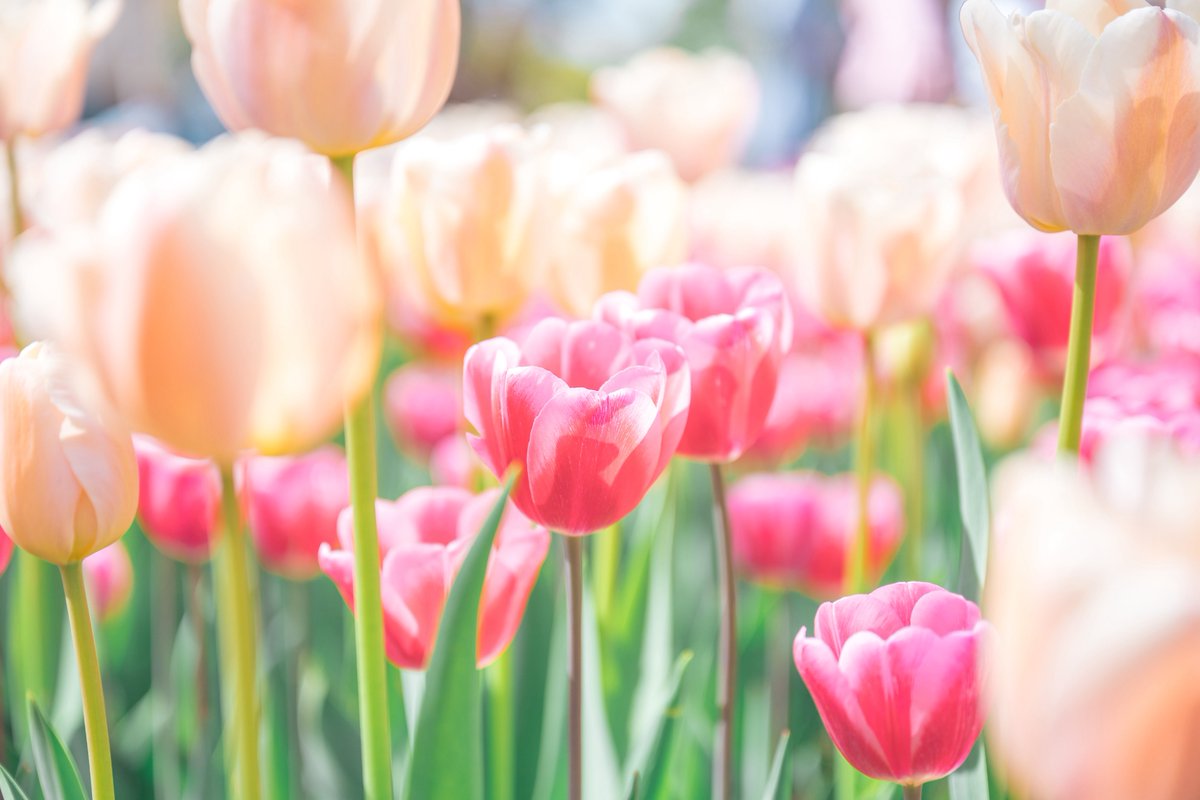 色とりどりな花の世界。