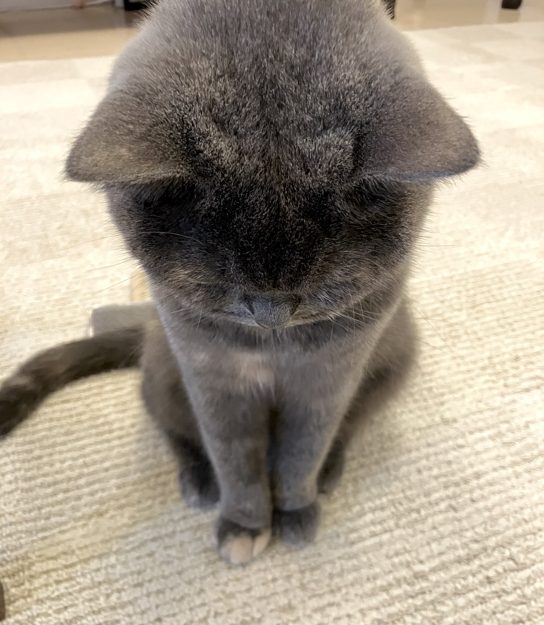 はくはる on X: 