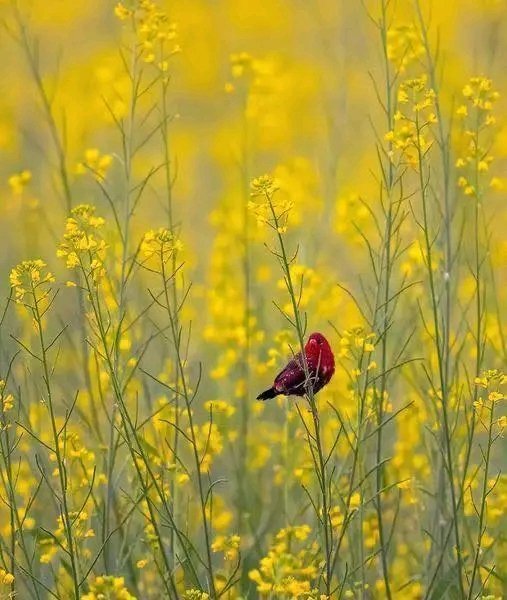 Sometimes all we need, is a friend sitting close with us in silence, not trying to fix, not giving advice, just a hug and a cup of coffee or tea ... letting us feel comforted and cared for in the way we need it.🎶🌷