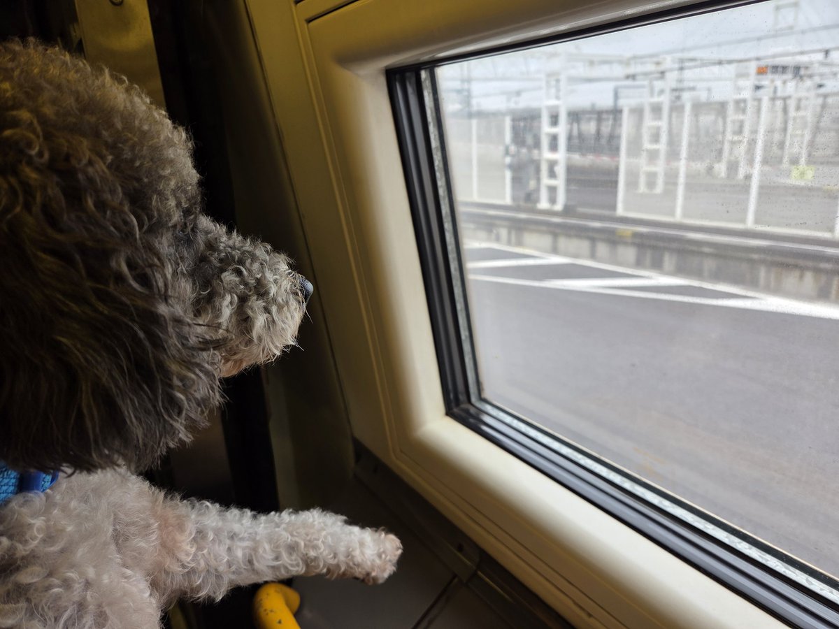 TafAfon's tweet photo. Homeward bound ❤️ https://t.co/RCraDvrsp5