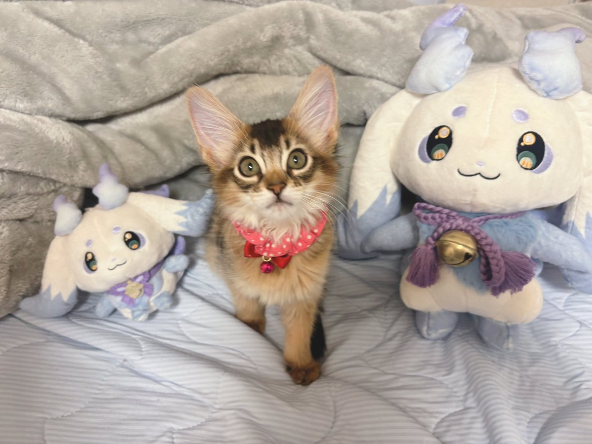 やっと撮れた〜🐱🐱

#ちょまと撮ったよ