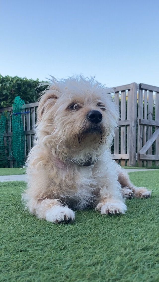 Trevor is now available to meet in Kent ❤️ looking for a loving home for the most wonderful boy! Please head over to our website to read his full advert ! #florisfriendsrescue #adoptdontshop #dog #dogsofinstagram #dogsmile #rescuedog