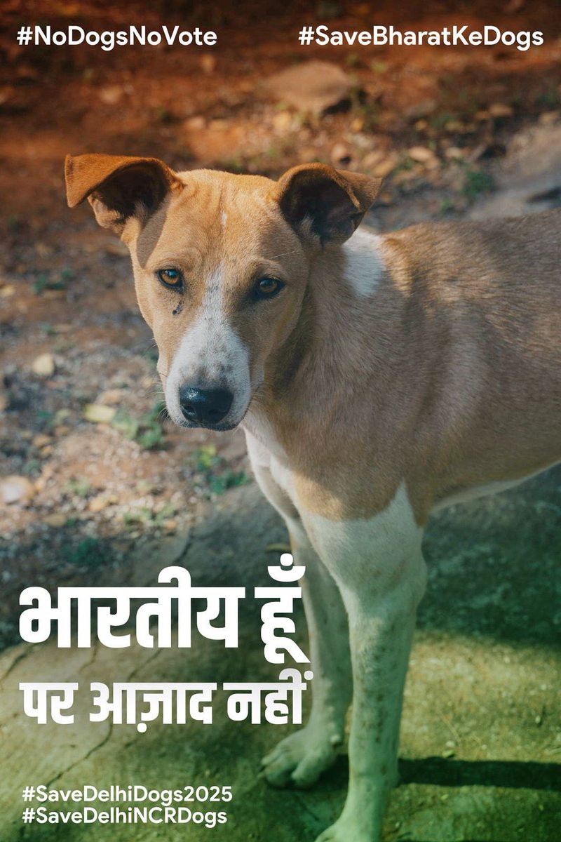 #savedelhincrdog #nodognovote  मुझे भी जीवन जीने का अधिकार है मुझे से यह अधिकार मत छीनो मेरी नसबंदी करवा दो मेरी संख्या कम हो जाएगी <a href="/PMOIndia/">PMO India</a> <a href="/AmitShah/">Amit Shah</a>