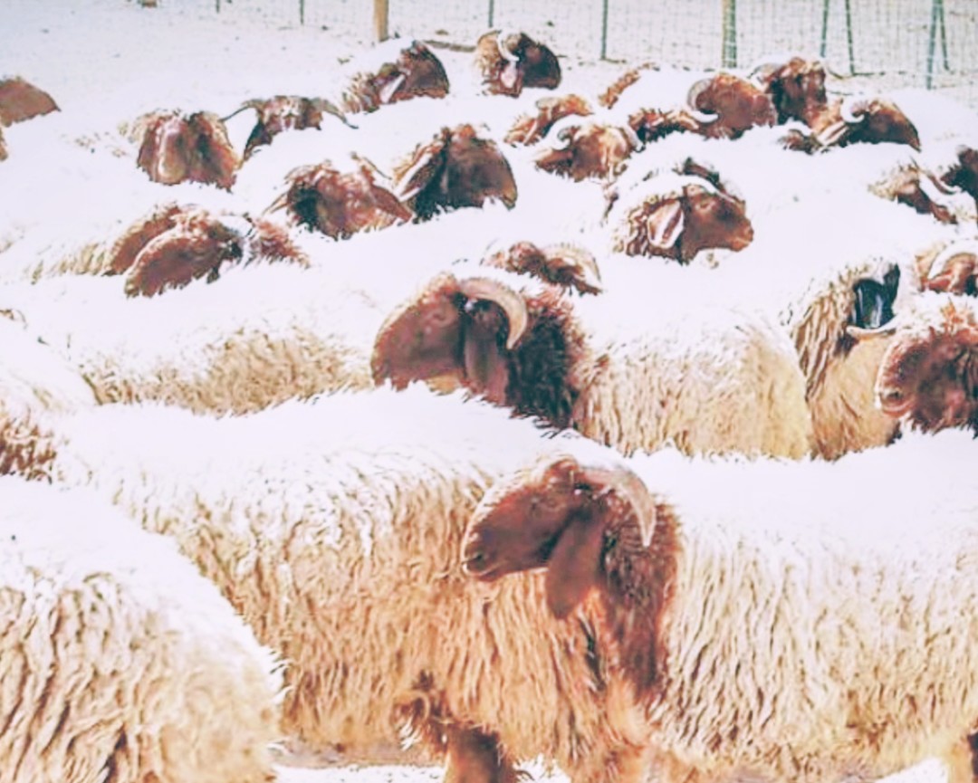 🌹مشروع تربية الاغنام 🌹