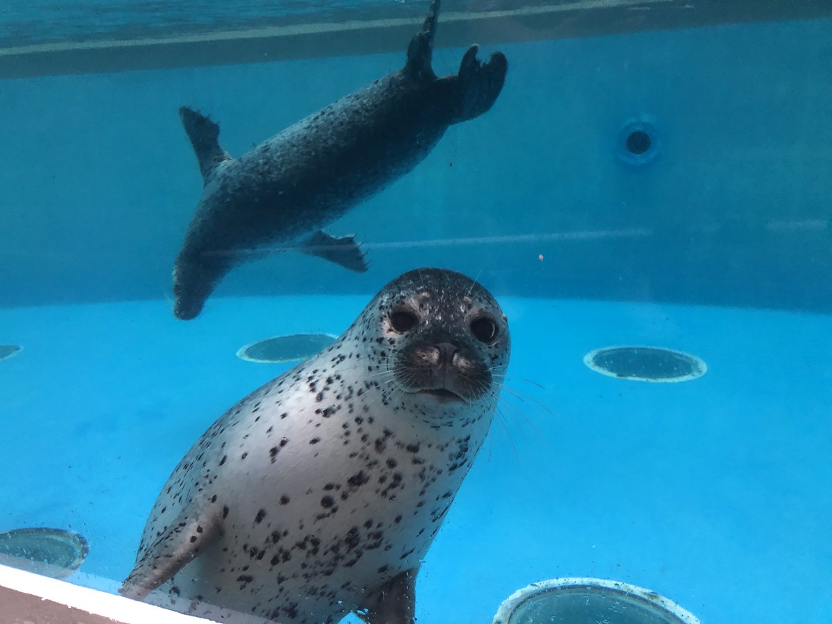 鶴岡市立加茂水族館 (@JELLYFISHAQ): 
