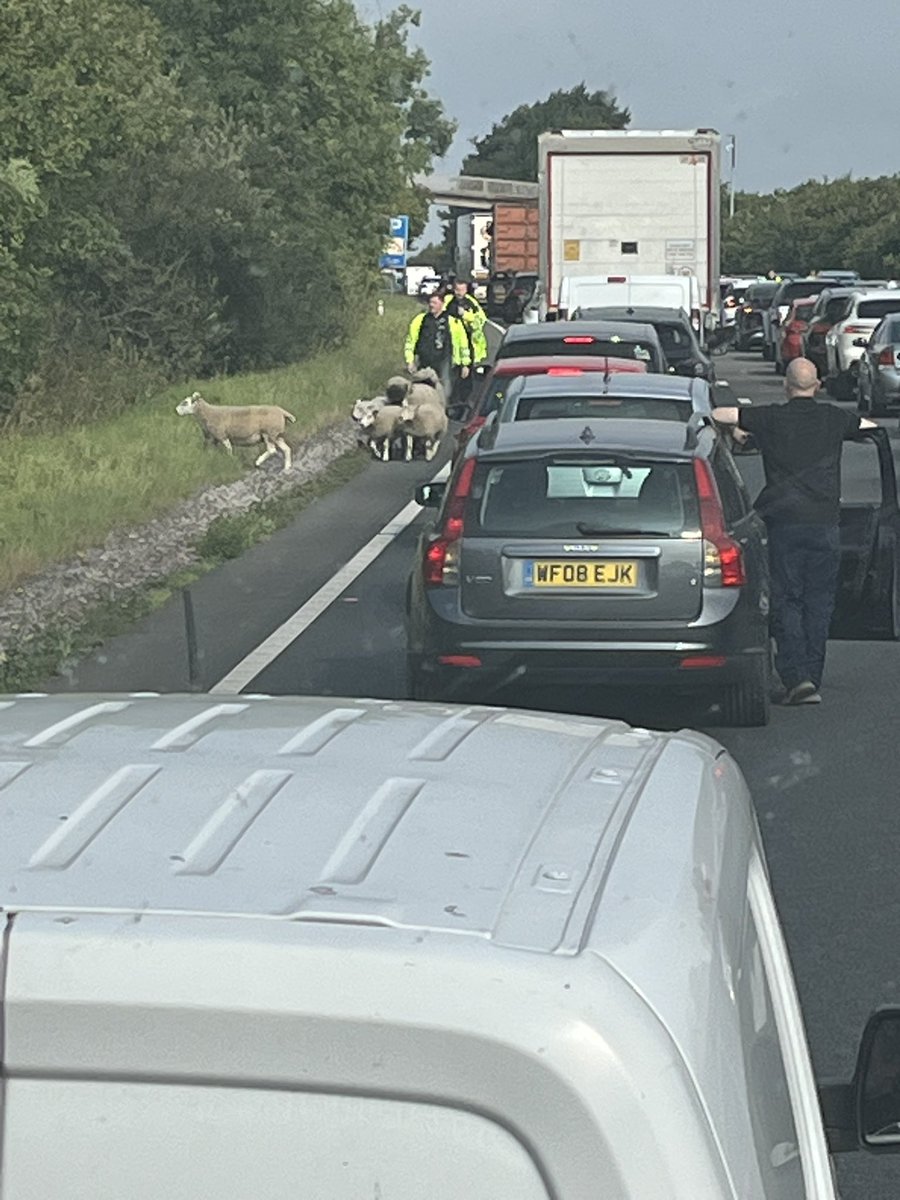 Avoid the A55 near Holywell at the moment unless you want to bring a sheepdog or start a game of football - traffic at a standstill because of a group of sheep on both sides. We ve been here over 30 mins already.