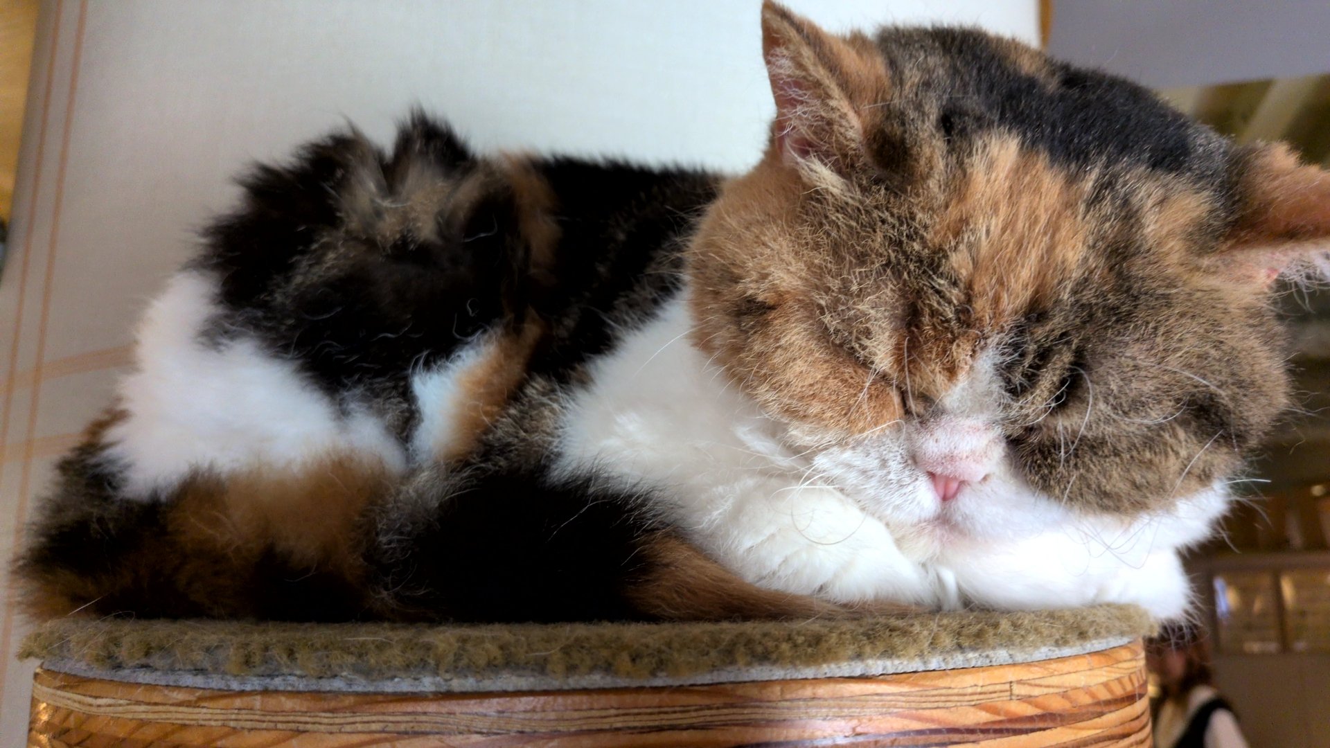 ねこ Amazon.co.jp: ねこに転生したおじさん プンちゃん Chibi
