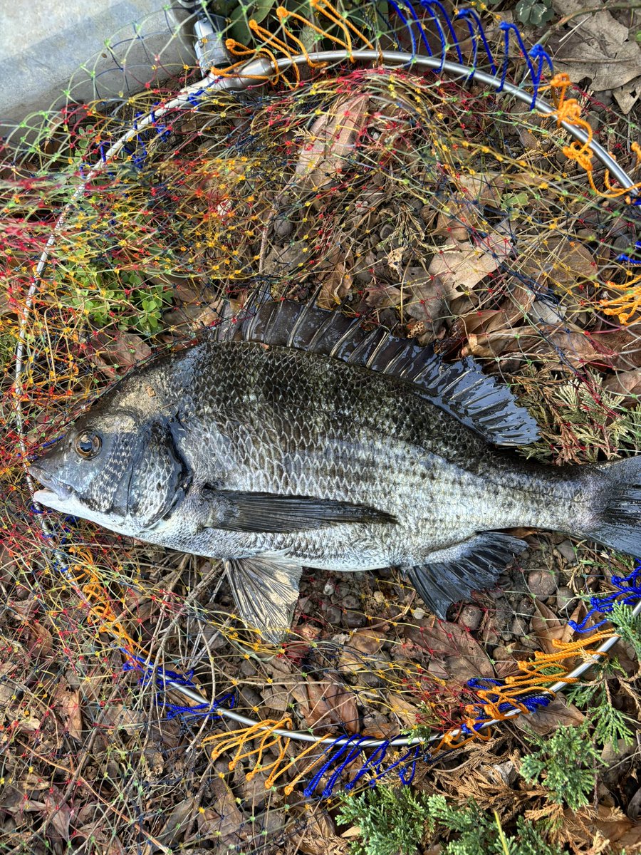 zerohechi's tweet image. 朝イチから釣りしてやっと釣れたのが2時ぐらい！そこからパタパタ釣れて7枚🐟
サイズはかわいいサイズ
 #ヘチ釣り   #黒鯛