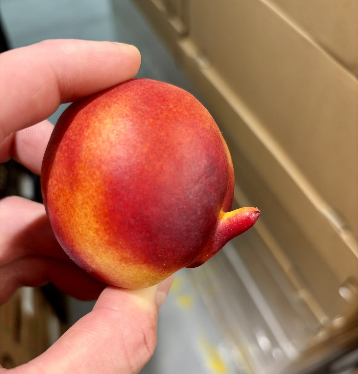 Барбос, спрячь волину